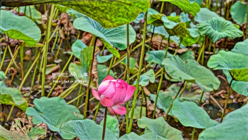 新北景點～初夏賞荷趣！輕鬆搭輕軌到新店荷花私房點，近耕莘醫院與文科技大學