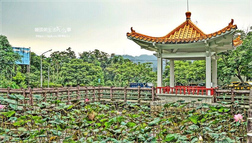 新北景點～初夏賞荷趣！輕鬆搭輕軌到新店荷花私房點，近耕莘醫院與文科技大學