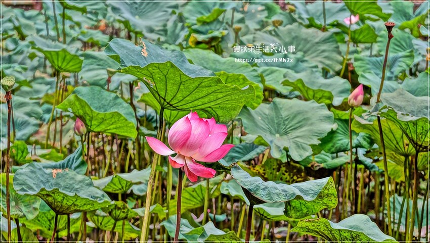 新北景點～初夏賞荷趣！輕鬆搭輕軌到新店荷花私房點，近耕莘醫院與文科技大學