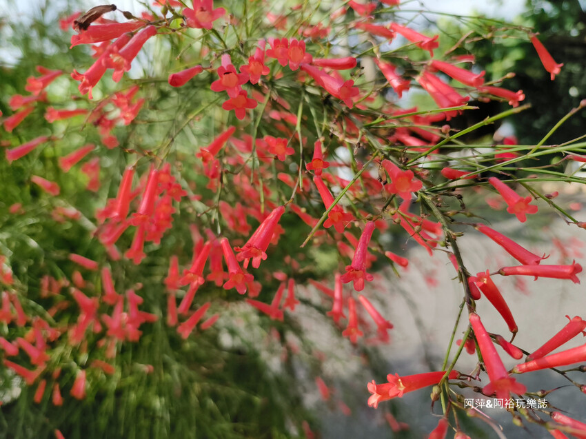 【台南玉井】「白色教堂」隱藏在山林中的夢幻景點| 純白建築中享受另一種悠閒浪漫生活|