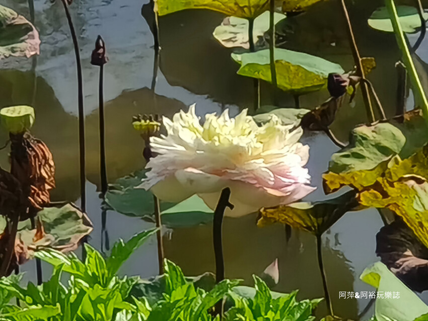 【台南玉井】「白色教堂」隱藏在山林中的夢幻景點| 純白建築中享受另一種悠閒浪漫生活|