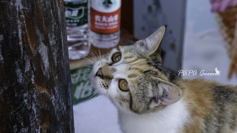 洛帶古鎮-穿越千年古鎮街道，客家土樓是壯觀的