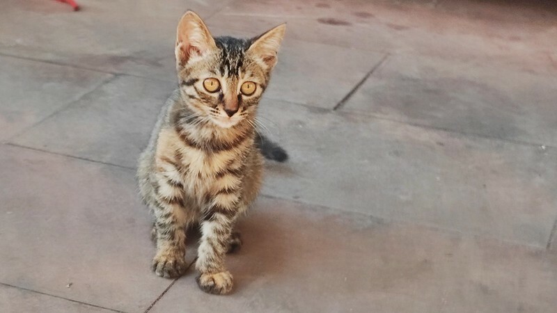 洛帶古鎮-穿越千年古鎮街道，客家土樓是壯觀的
