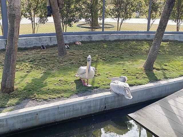 九九峰動物樂園08