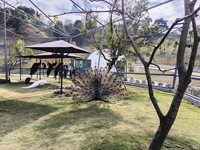 九九峰動物樂園32