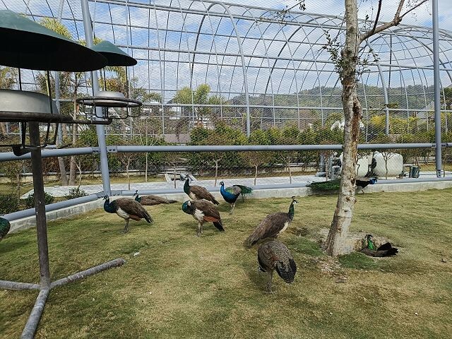 九九峰動物樂園29