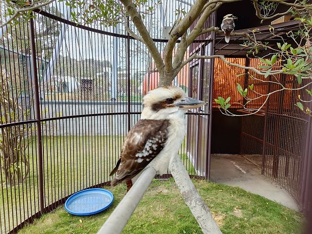 九九峰動物樂園45