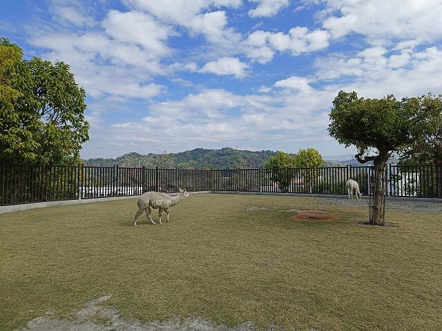 九九峰動物樂園17