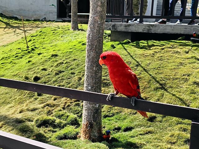 九九峰動物樂園28