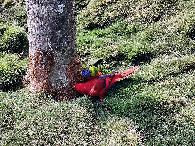 九九峰動物樂園26