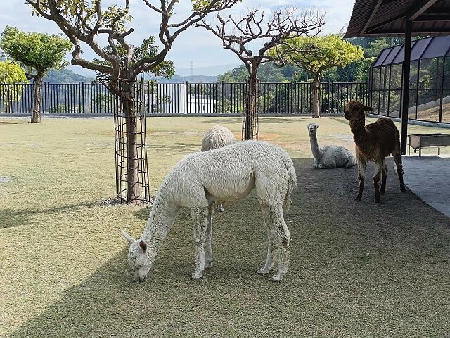 九九峰動物樂園13