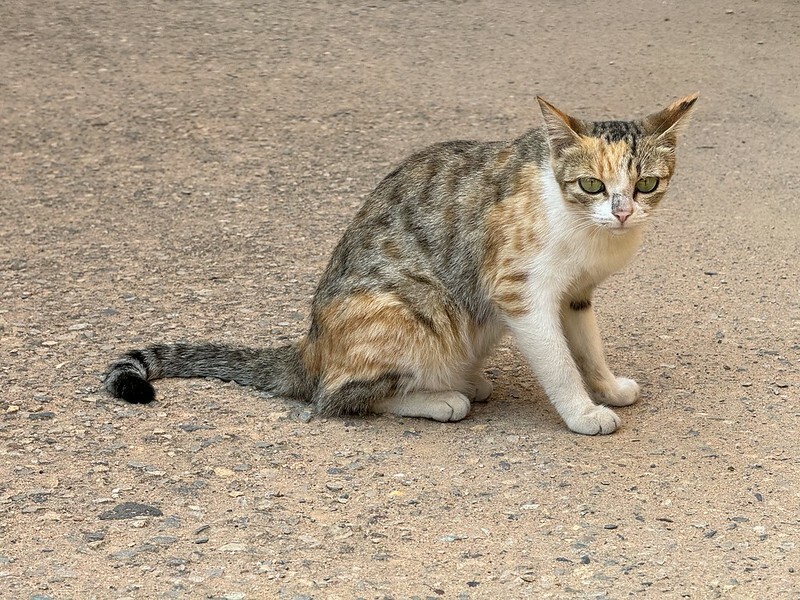 金門自由行｜沙美摩洛哥（沙美老街）充滿異國風情的熱門打卡點。（金門旅遊/金門景點）