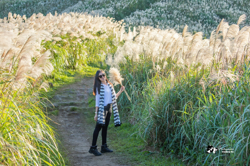 【新北景點】2023瑞芳半屏山步道‧賞芒草芒花美景│102縣道瑞雙公路‧不厭亭夕陽芒草│九份金瓜石芒草季│網美拍