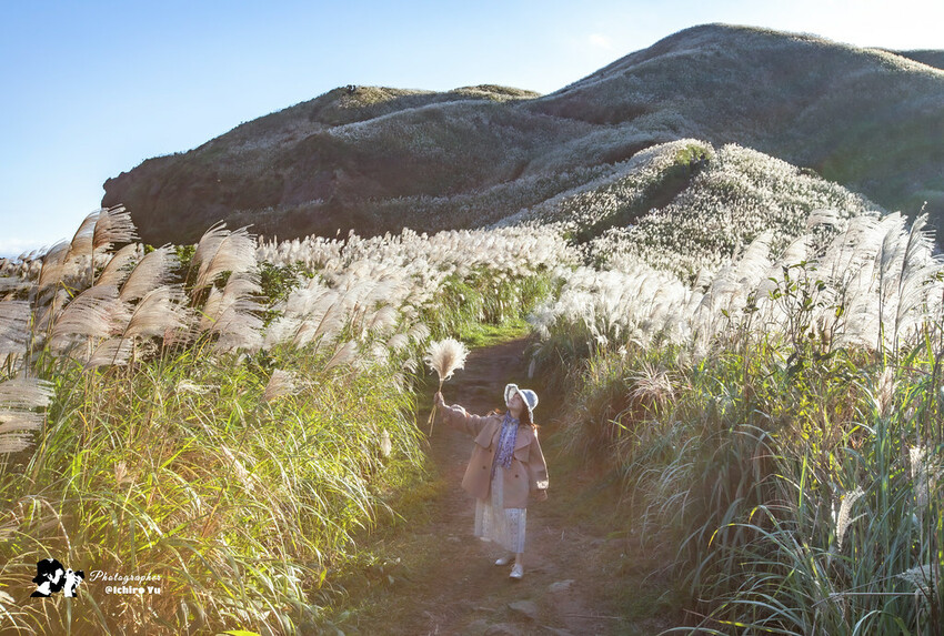 【新北景點】2023瑞芳半屏山步道‧賞芒草芒花美景│102縣道瑞雙公路‧不厭亭夕陽芒草│九份金瓜石芒草季│網美拍