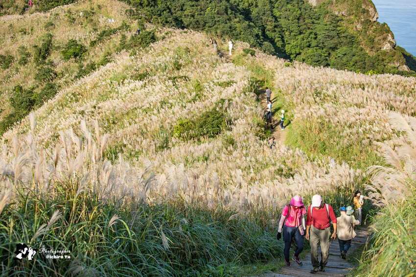 【新北景點】2023瑞芳半屏山步道‧賞芒草芒花美景│102縣道瑞雙公路‧不厭亭夕陽芒草│九份金瓜石芒草季│網美拍