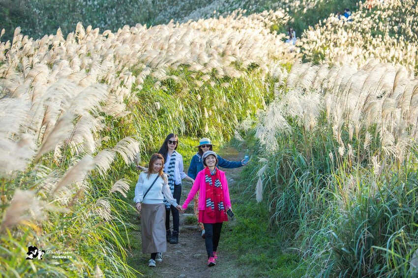 【新北景點】2023瑞芳半屏山步道‧賞芒草芒花美景│102縣道瑞雙公路‧不厭亭夕陽芒草│九份金瓜石芒草季│網美拍