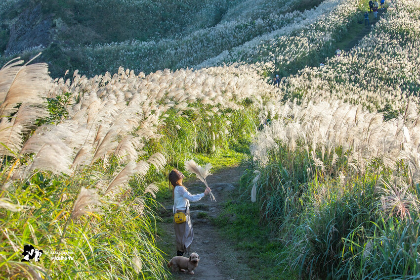 【新北景點】2023瑞芳半屏山步道‧賞芒草芒花美景│102縣道瑞雙公路‧不厭亭夕陽芒草│九份金瓜石芒草季│網美拍