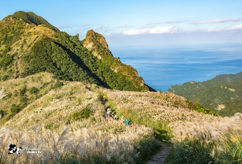【新北景點】2023瑞芳半屏山步道‧賞芒草芒花美景│102縣道瑞雙公路‧不厭亭夕陽芒草│九份金瓜石芒草季│網美拍