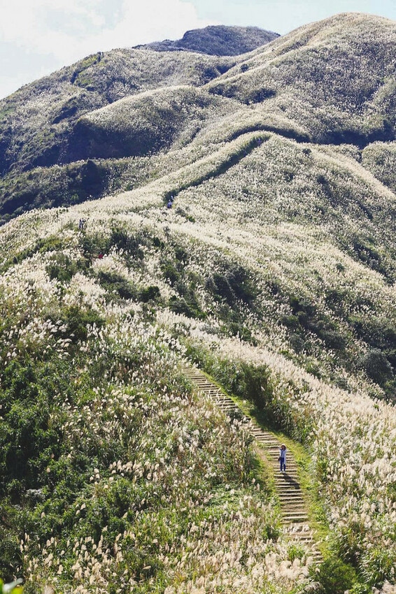 【新北景點】2023瑞芳半屏山步道‧賞芒草芒花美景│102縣道瑞雙公路‧不厭亭夕陽芒草│九份金瓜石芒草季│網美拍