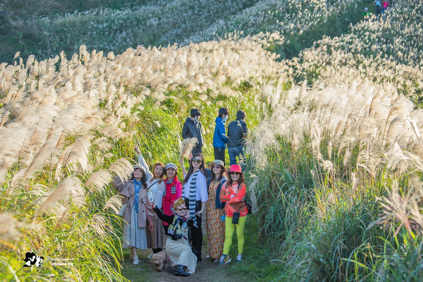 【新北景點】2023瑞芳半屏山步道‧賞芒草芒花美景│102縣道瑞雙公路‧不厭亭夕陽芒草│九份金瓜石芒草季│網美拍