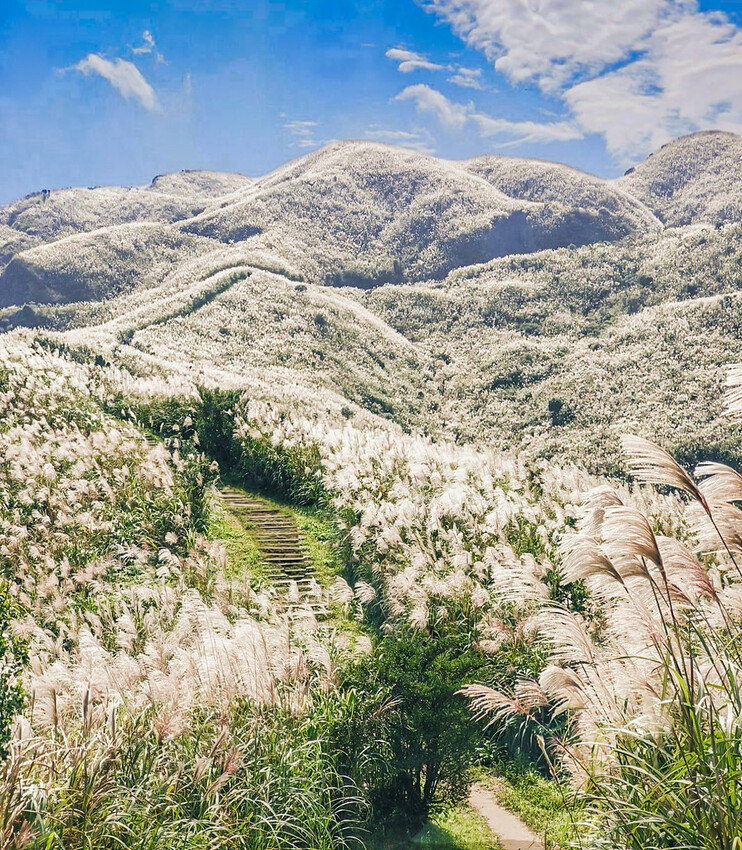 【新北景點】2023瑞芳半屏山步道‧賞芒草芒花美景│102縣道瑞雙公路‧不厭亭夕陽芒草│九份金瓜石芒草季│網美拍