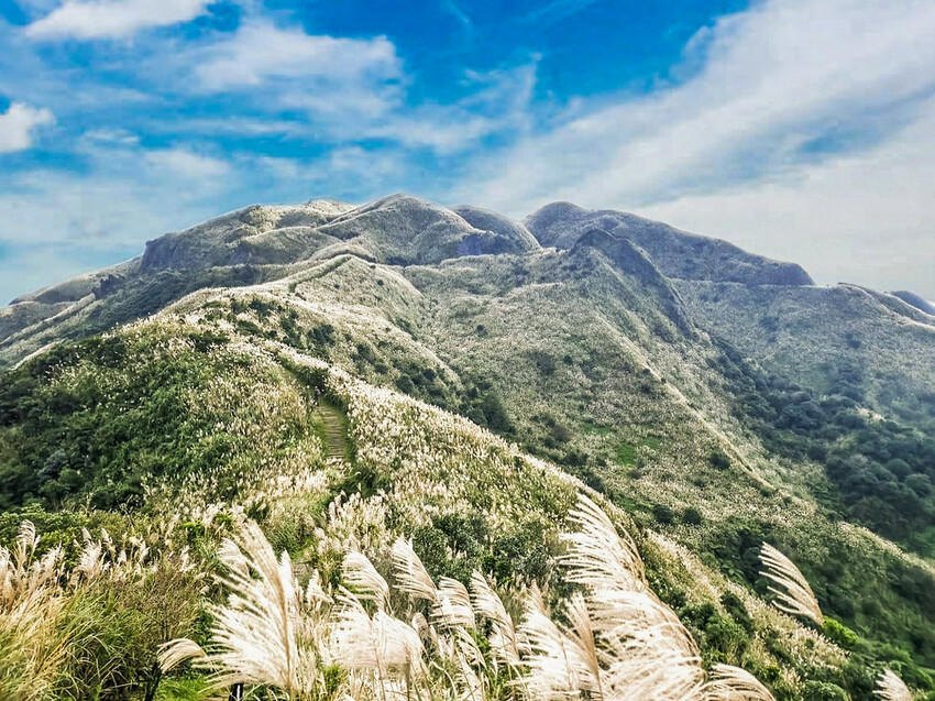 【新北景點】2023瑞芳半屏山步道‧賞芒草芒花美景│102縣道瑞雙公路‧不厭亭夕陽芒草│九份金瓜石芒草季│網美拍