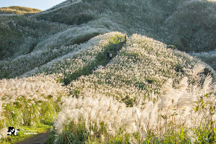 【新北景點】2023瑞芳半屏山步道‧賞芒草芒花美景│102縣道瑞雙公路‧不厭亭夕陽芒草│九份金瓜石芒草季│網美拍