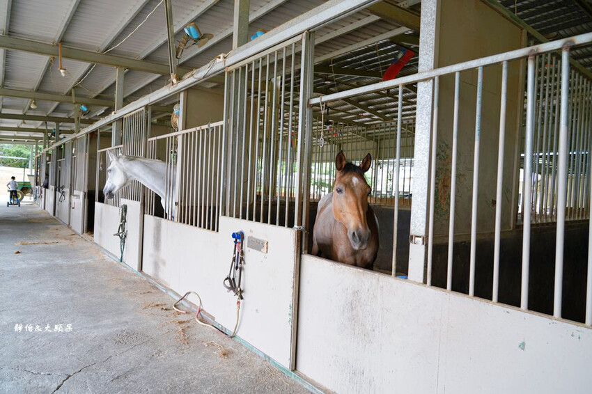 尼普頓馬術創藝園區 ❙ 體驗幫馬兒刷毛、穿裝備的樂趣，戶外騎