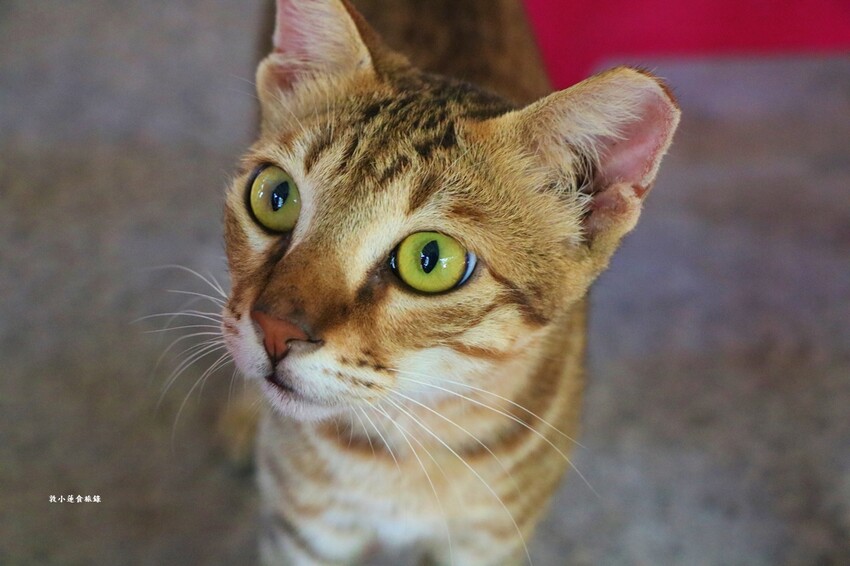 小琉球懶人包攻略‧交通、日式庭院民宿、網美景點、在地特色美食完美收藏 - 敦 小 蓮の食旅錄