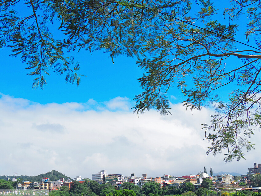 【新竹縣關西鎮】2023關西仙草花生活節「仙草奇緣」|仙草一