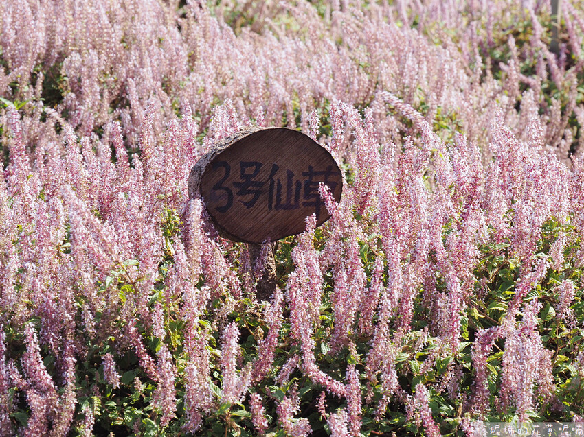 【新竹縣關西鎮】2023關西仙草花生活節「仙草奇緣」|仙草一