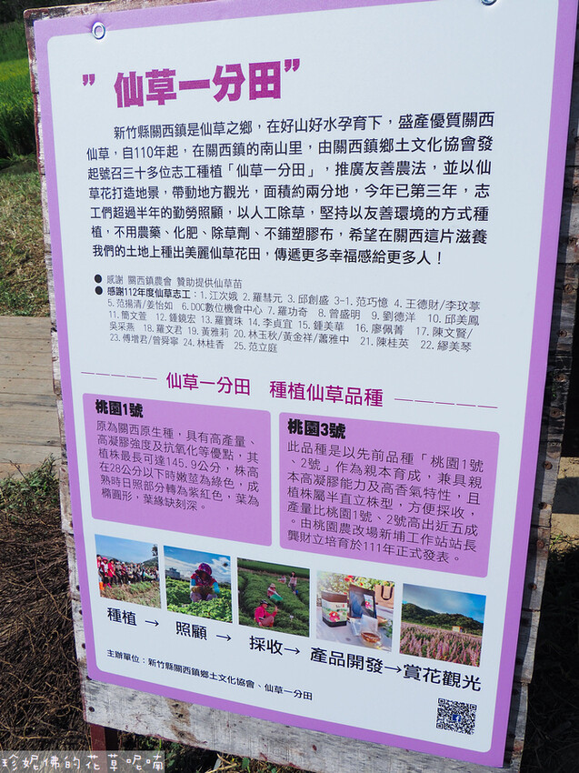 【新竹縣關西鎮】2023關西仙草花生活節「仙草奇緣」|仙草一