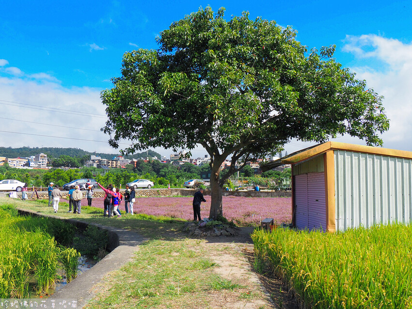 【新竹縣關西鎮】2023關西仙草花生活節「仙草奇緣」|仙草一