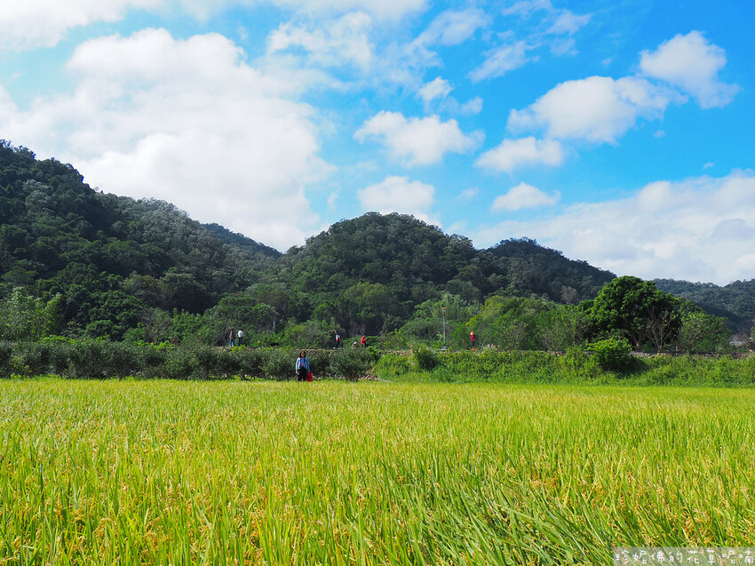 【新竹縣關西鎮】2023關西仙草花生活節「仙草奇緣」|仙草一