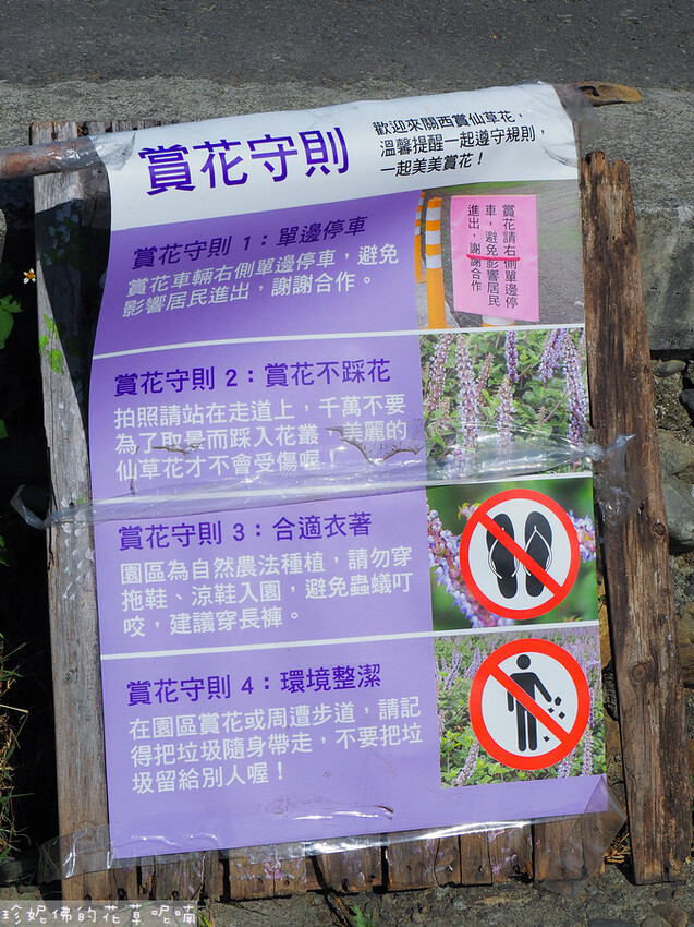 【新竹縣關西鎮】2023關西仙草花生活節「仙草奇緣」|仙草一