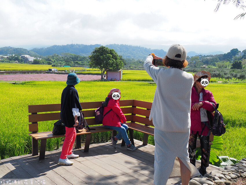 【新竹縣關西鎮】2023關西仙草花生活節「仙草奇緣」|仙草一