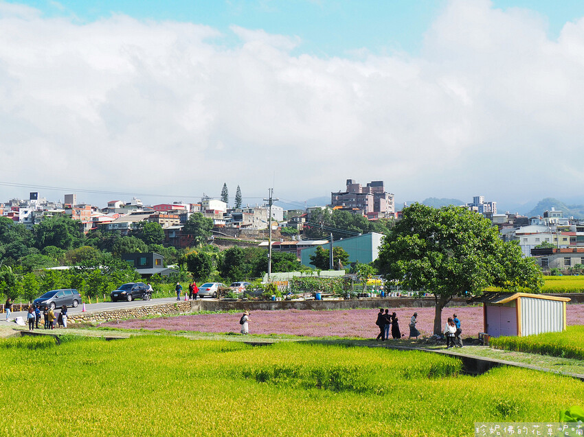 【新竹縣關西鎮】2023關西仙草花生活節「仙草奇緣」|仙草一