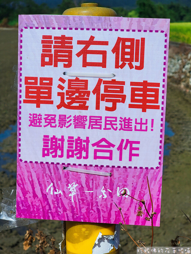 【新竹縣關西鎮】2023關西仙草花生活節「仙草奇緣」|仙草一