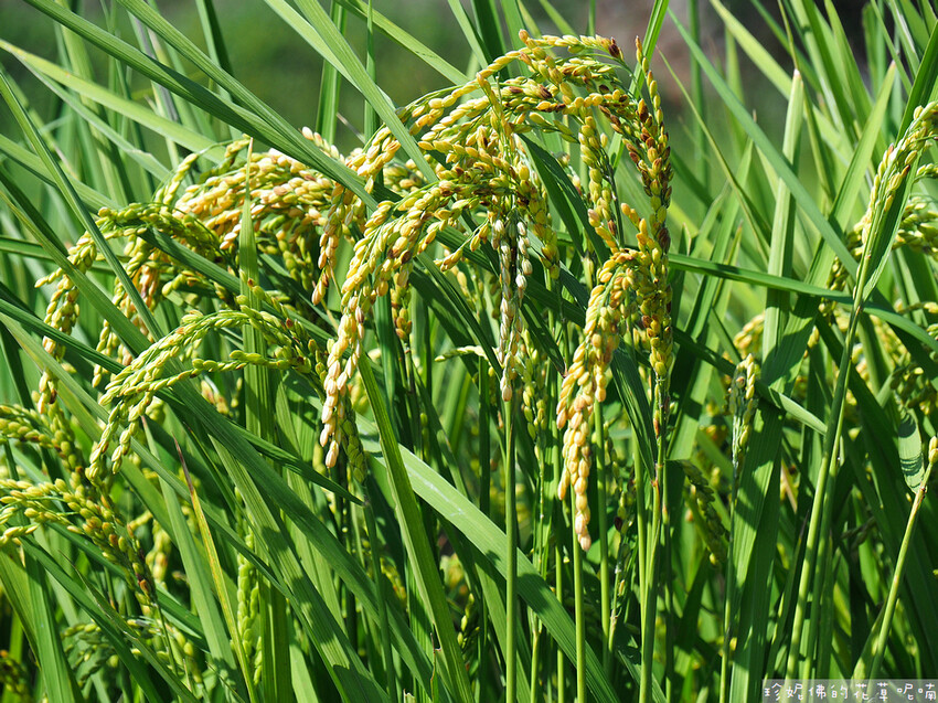 【新竹縣關西鎮】2023關西仙草花生活節「仙草奇緣」|仙草一