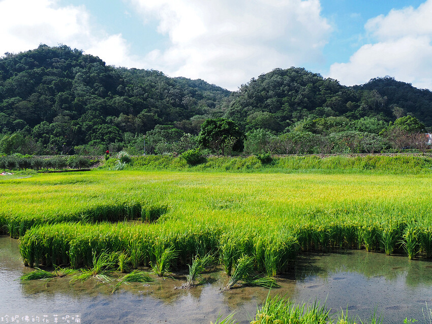 【新竹縣關西鎮】2023關西仙草花生活節「仙草奇緣」|仙草一