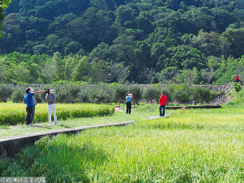 【新竹縣關西鎮】2023關西仙草花生活節「仙草奇緣」|仙草一