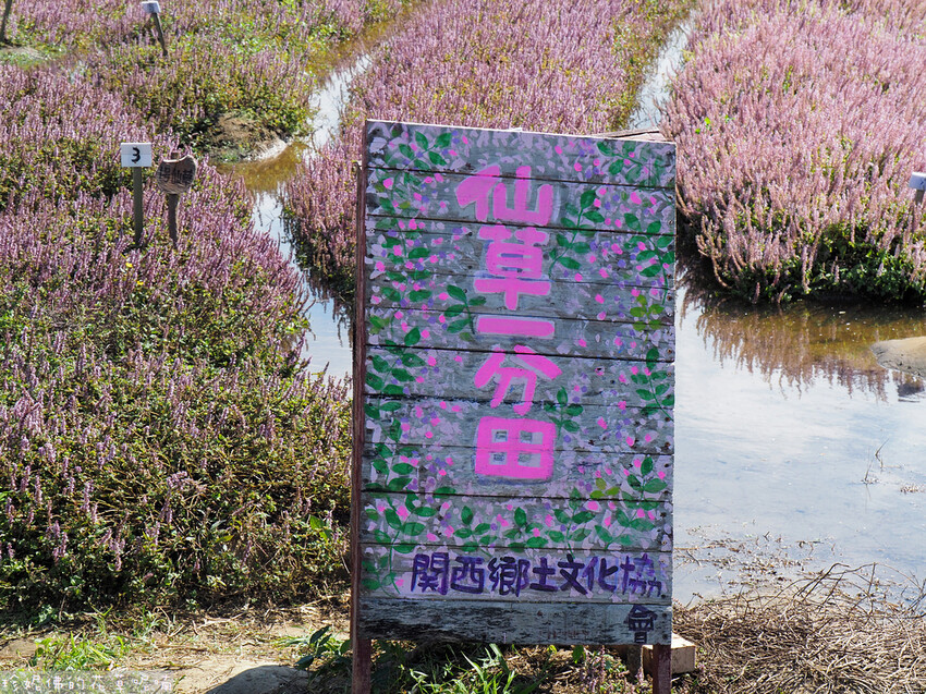 【新竹縣關西鎮】2023關西仙草花生活節「仙草奇緣」|仙草一