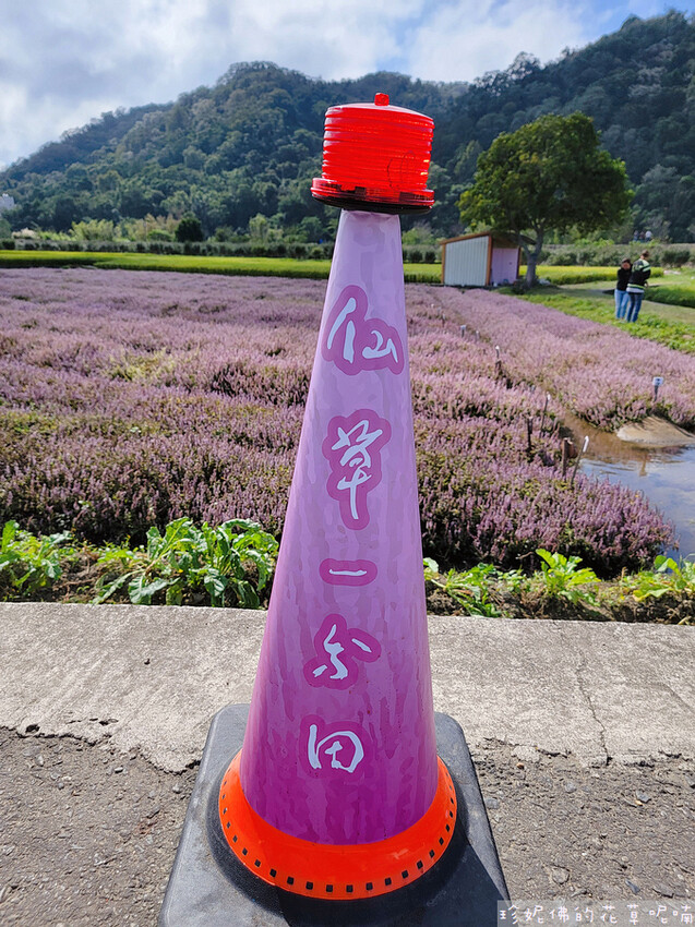 【新竹縣關西鎮】2023關西仙草花生活節「仙草奇緣」|仙草一