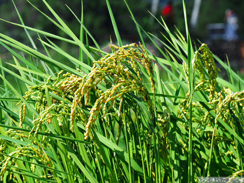 【新竹縣關西鎮】2023關西仙草花生活節「仙草奇緣」|仙草一