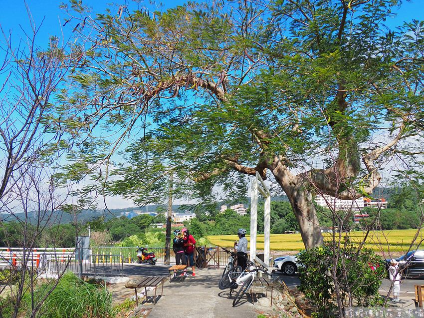 【新竹縣關西鎮】2023關西仙草花生活節「仙草奇緣」|仙草一