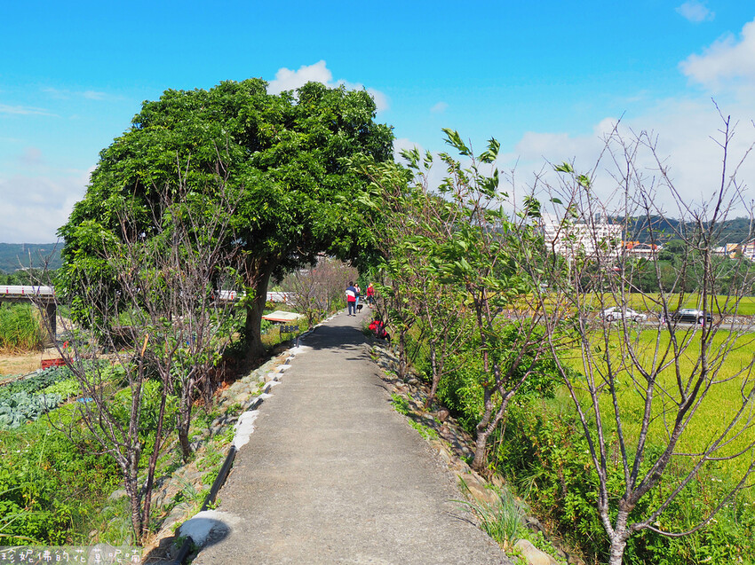 【新竹縣關西鎮】2023關西仙草花生活節「仙草奇緣」|仙草一