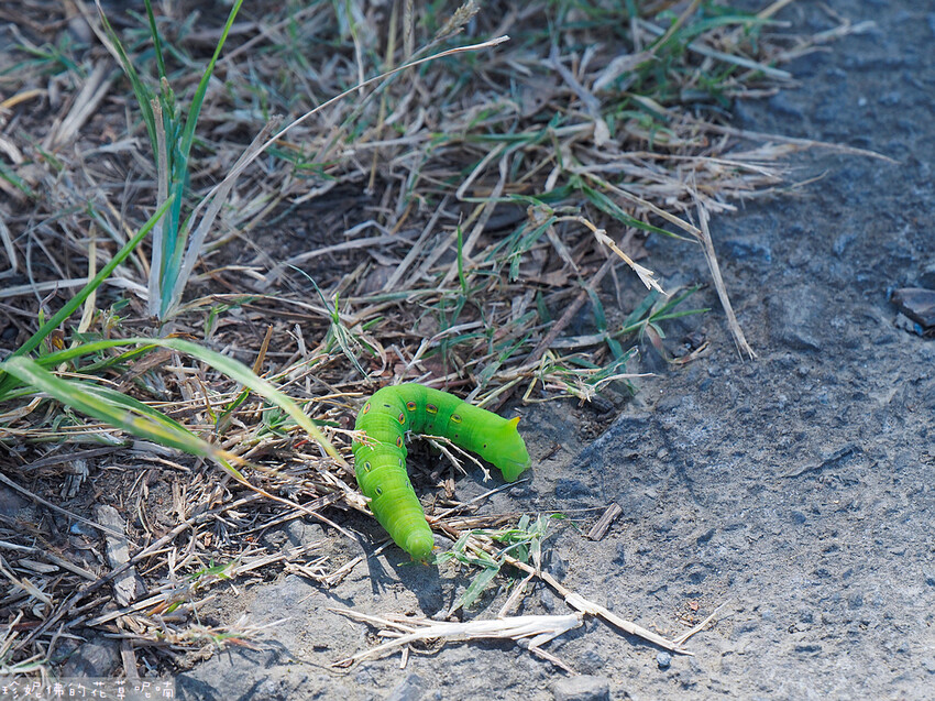 【新竹縣關西鎮】2023關西仙草花生活節「仙草奇緣」|仙草一