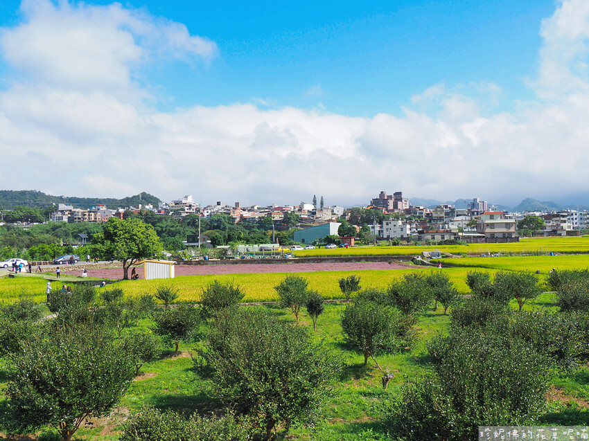 【新竹縣關西鎮】2023關西仙草花生活節「仙草奇緣」|仙草一