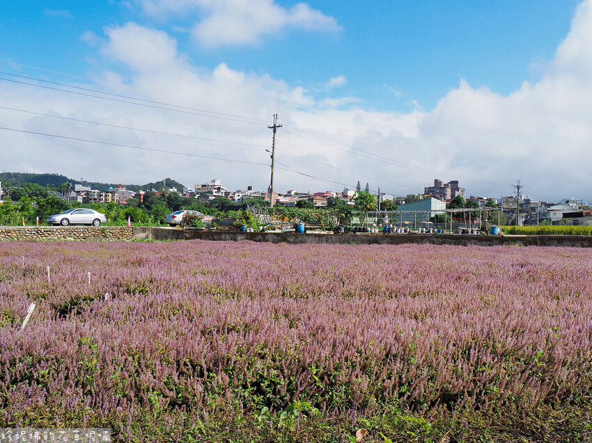 【新竹縣關西鎮】2023關西仙草花生活節「仙草奇緣」|仙草一