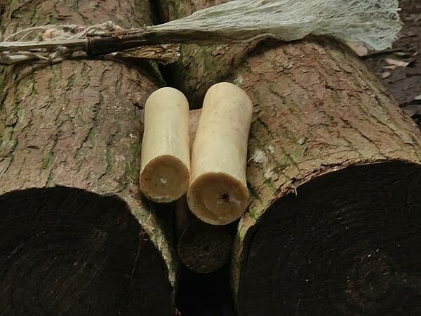 松鶴部落-森林五感體驗,享受敲樹皮、精油噴霧DIY及山林饗宴